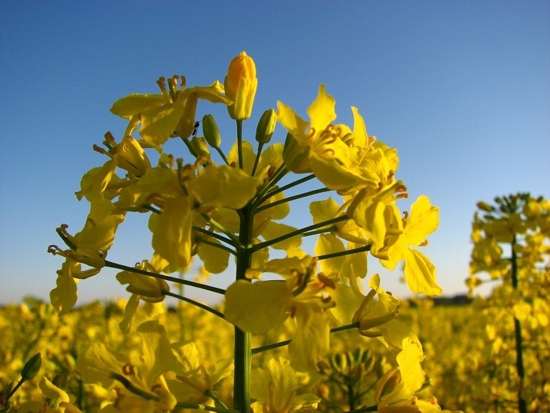 CEBRA CL - Latvijas Sēklaudzētāju asociācija