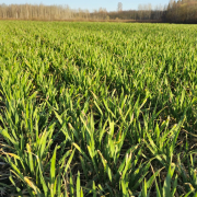 field