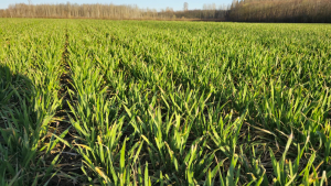 field