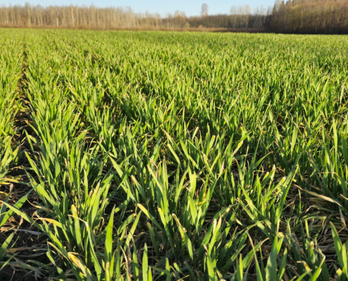 field